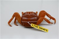 藏品(白紋方蟹)的圖片